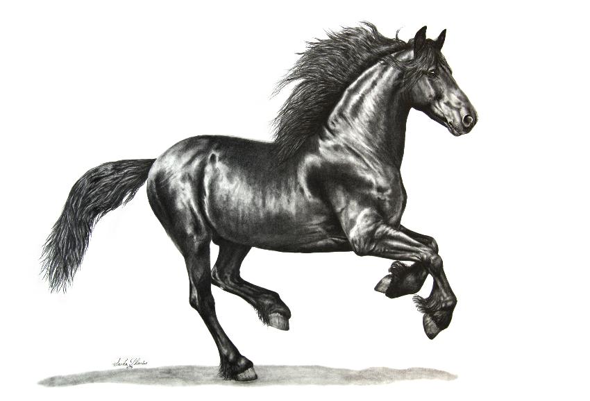 for instagram black horse good